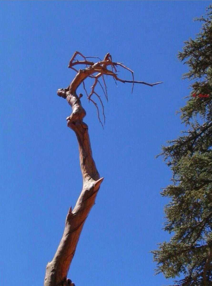 La imagen de Jesús plasmada en un árbol – El Líbano | Reina del Cielo
